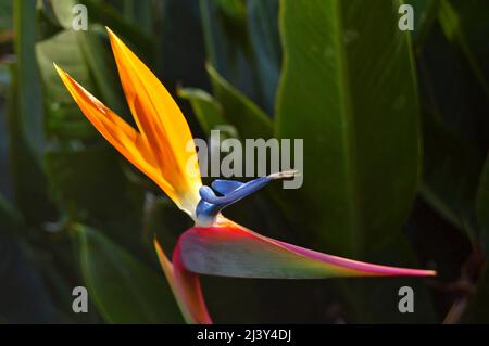 Strelitzia reginae (Paradiesvögel) blühende Pflanze im Parque García Sanabria, tropischer Garten in Santa Cruz de Teneriffa Kanarische Inseln Spanien. Stockfoto