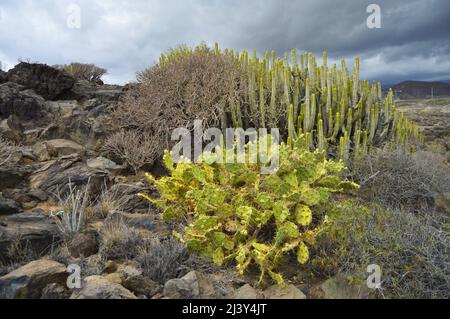 Opuntia dillenii (Kaktusbirne) und Ephorbia canariensis (Kanarenspurge) wachsen in der trockenen Vulkanlandschaft von Teneriffa im Süden. Stockfoto