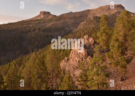 Vulkanlandschaft mit Pinien (Pinus canariensis), Naturpark Corona Forestal Teneriffa Kanarische Inseln Spanien. Stockfoto