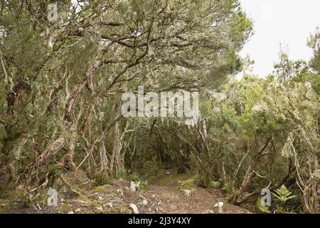 Wanderweg durch Lorbeerwald im Anaga Rural Park, nordöstlich von Teneriffa Kanarische Inseln Spanien. Stockfoto