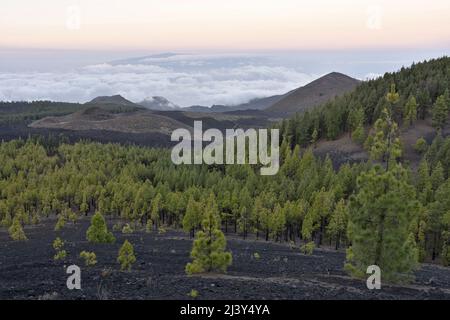 Blick über die vulkanische Landschaft mit Pinien, Chinyero Naturschutzgebiet im Nordwesten der Kanarischen Inseln Teneriffa. Stockfoto