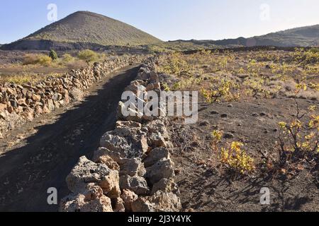 Schotterweg durch die vulkanische Landschaft mit Weinberg in der Nähe von Santiago del Teide im Westen von Teneriffa Kanarische Inseln Spanien. Stockfoto