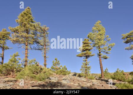 Kanarische Pines (Pinus canariensis) wachsen in der Höhe des Naturparks Corona Forestal, Teneriffa Kanarische Inseln Spanien. Stockfoto