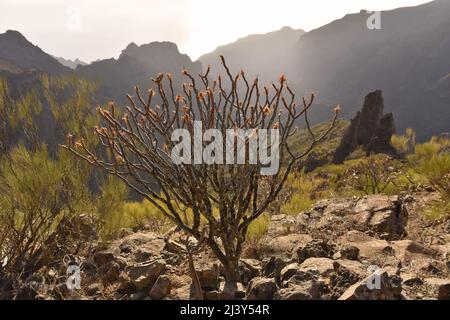 Sukkulente Sträucher wachsen in der felsigen Vulkanlandschaft des Teno-Massivs im Nordwesten von Teneriffa Kanarische Inseln Spanien. Stockfoto