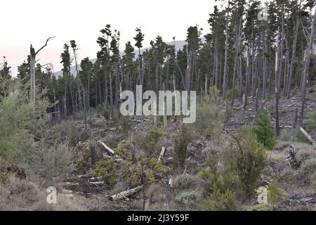 Der Pinienwald von La Orotava wurde 2017 beschädigt, nach dem Zyklon Xynthia, der 2010 hier vorbeikam. Teneriffa Kanarische Inseln Spanien. Stockfoto