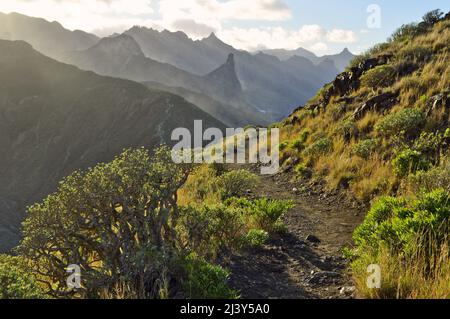 Wanderweg durch zerklüftete vulkanische Landschaft mit sukkkkkkulenten Pflanzen, Anaga Berge im Nordosten von Teneriffa Kanarische Inseln Spanien. Stockfoto