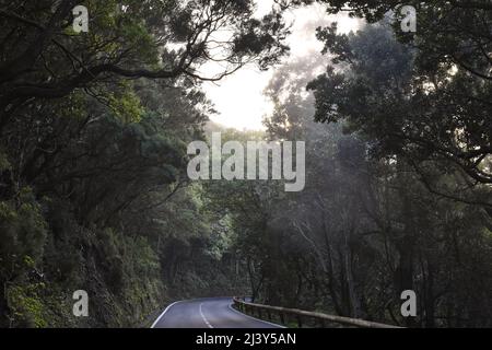 Straße durch neblige Landschaft mit dichtem Laurel Wald, Anaga Rural Park im Nordosten von Teneriffa Kanarische Inseln Spanien. Stockfoto