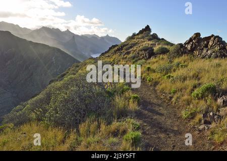 Wanderweg durch zerklüftete vulkanische Landschaft mit sukkkkkkulenten Pflanzen, Anaga Berge im Nordosten von Teneriffa Kanarische Inseln Spanien. Stockfoto