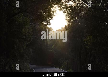 Straße durch neblige Landschaft mit dichtem Laurel Wald, Anaga Rural Park im Nordosten von Teneriffa Kanarische Inseln Spanien. Stockfoto