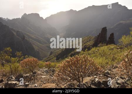 Sukkulente Sträucher wachsen in der felsigen Vulkanlandschaft des Teno-Massivs im Nordwesten von Teneriffa Kanarische Inseln Spanien. Stockfoto