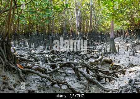 Wurzelnetzwerk in Mangroven ragt im Unterholz auf, das im schlammigen erodierten Boden von Bangladesh Sundarbans freigelegt wurde Stockfoto