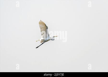 Weißer Reiher, Ardea alba, Vogel, der am Himmel mit weit geöffneten Flügeln fliegt Stockfoto