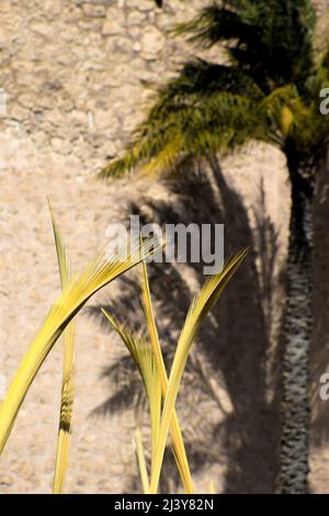 Weiße Palmen auf der Palmsonntagsprozession in Elche, Alicante, Spanien Stockfoto