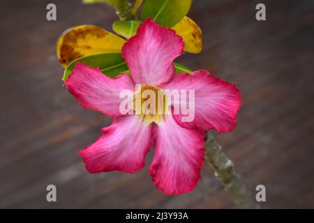 Rosafarbene adenium, blühende Pflanze adenium, allgemein bekannt als Wüstenrose, saftige Pflanze. Stockfoto