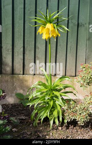 Eine kaiserliche Krone (Fritillaria imperialis 'Lutea') mit leuchtend gelben glockenförmigen Blüten, die im April in einem Garten in Worcestershire, England, blühen Stockfoto