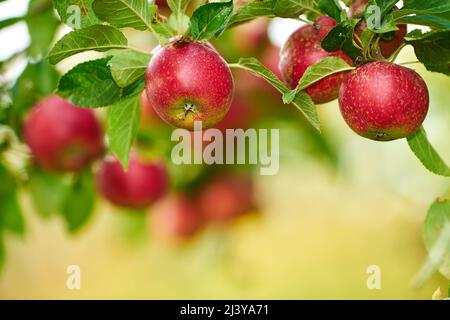 Rot, reif und fertig. Ein Apfel pro Tag hält den Arzt fern. Stockfoto