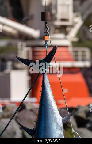 Roter Thunfisch, der an seinem dunkelblauen und silbernen Schwanz hängt, mit gelben kaudalen Flossen, die den Körper der großen Salzwasserfische hinunter führen. Stockfoto