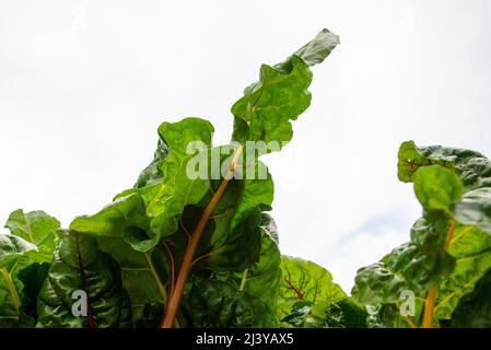 Leuchtend rote Bio-Rübe in den Boden gepflanzt. Die hohen schlanken purpurnen Stiele haben große grüne Blätter mit roten Adern. Der braune Schmutz ist organisch. Stockfoto