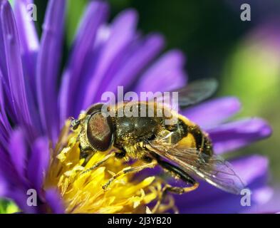 Detail der Fliege, die auf der gelbviolett-violetten oder blauen Blume sitzt Stockfoto