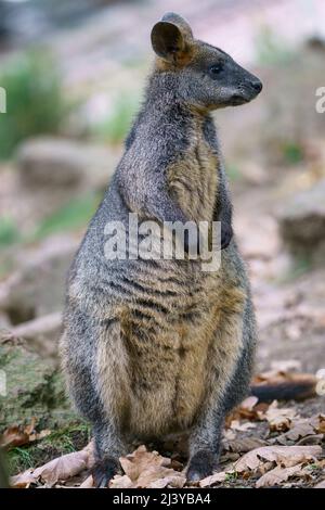 Sumpf Wallaby, Wallabia bicolor. Bekannt als das schwarze Wallaby Stockfoto