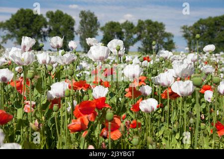 Blühendes Opiummohn-Feld in Latein papaver somniferum, Mohn-Feld mit roten Mohnblumen gejäten, weißer Mohn wird in Tschechien als Nahrung angebaut Stockfoto