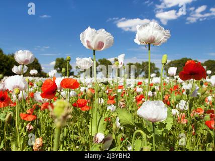 Blühendes Opiummohn-Feld in Latein papaver somniferum, Mohn-Feld mit roten Mohnblumen gejäten, weißer Mohn wird in Tschechien als Nahrung angebaut Stockfoto