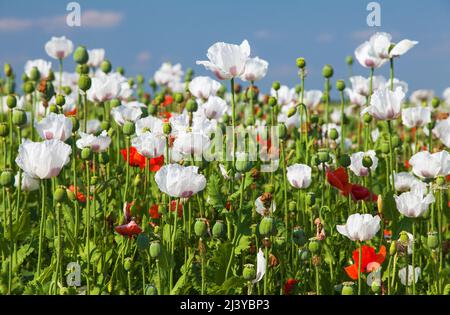 Blühendes Opiummohn-Feld in Latein papaver somniferum, Mohn-Feld mit roten Mohnblumen gejäten, weißer Mohn wird in Tschechien als Nahrung angebaut Stockfoto