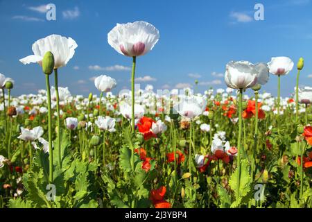 Blühendes Opiummohn-Feld in Latein papaver somniferum, Mohn-Feld mit roten Mohnblumen gejäten, weißer Mohn wird in Tschechien als Nahrung angebaut Stockfoto