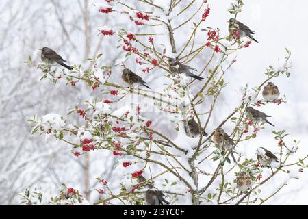 Eine Schar von Fieldfares (Turdus Pilaris) in einem Holly Tree (Ilex Aquifolium) im Winter, die sich an roten Beeren als Schneefall ernährt Stockfoto