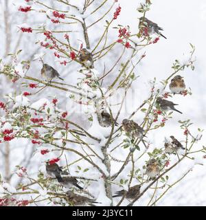 Eine Schar von Feldfaren (Turdus Pilaris), die während eines Winterschneeguschens an den roten Beeren eines Holly Tree (Ilex Aquifolium) schwärmen Stockfoto