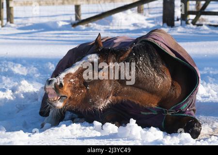 Ein Vollblut-Pferd aus der Bucht, das im Schnee liegt und die Flehmenreaktion aufgrund der Koliken von Pferden ausgibt Stockfoto