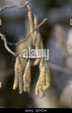 Männliche Kätzchen im Frühling Sonnenschein auf einem Haselbaum (Corylus Avellana) Stockfoto