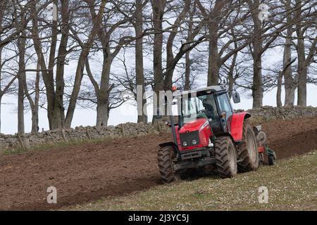 Ein Bauer in einem Ferguson-Traktor der Roten Massey, der ein Grasfeld pflügt, mit einer Reihe von Buchenbäumen (Fagus sylvatica) und einer Trockensteinmauer im Hintergrund. Stockfoto