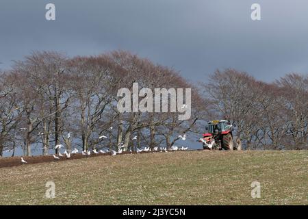 Ein Schwarm Möwen folgt einem roten Traktor, der an einem sonnigen Tag neben einer Reihe von Buchenbäumen ein Grasfeld pflügt (Fagus sylvatica) Stockfoto