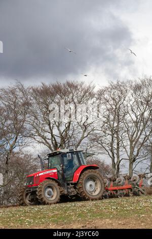 Möwen kreisen über dem Kopf, als ein Bauer in einem roten Traktor ein Grasfeld mit Gänseblümchen in Spring Sunshine pflügt Stockfoto