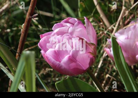 Nahaufnahme von rosa Gessners Tulpe mit Gras im Hintergrund Stockfoto