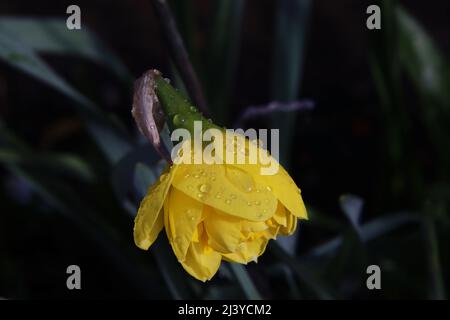 Nahaufnahme eines geschlossenen Narzissenblumenkopfes mit Wassertropfen Stockfoto