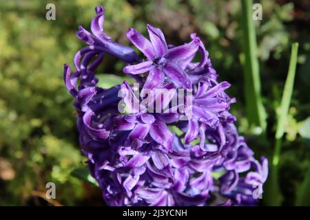 Nahaufnahme der violetten Hyazinthen-Blume mit grünen Blättern im Hintergrund, die mit Wassertropfen bedeckt sind Stockfoto