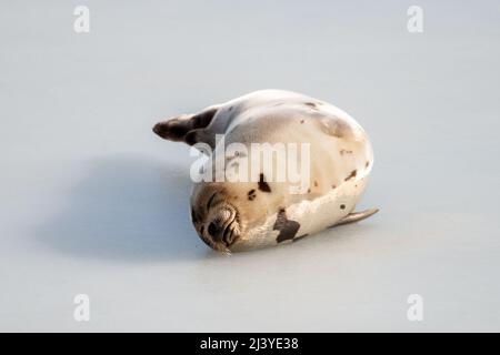 Eine große, graue Harfenrobbe oder Hafendichtung auf weißem Schnee und ein hohes, gelbes Gras, das mit einem traurigen Gesicht nach vorne steuert. Die Wildgraurobbe hat lange Schnurrhaare. Stockfoto