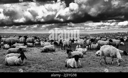 Schwarz-Weiß dramatische Aufnahme von Schafen auf einer Wiese, Normandie, Mont Saint Michel, Frankreich Stockfoto