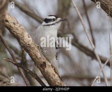 Weibliche Spechte, Picoides pubescens, am Baumzweig, nordamerikanische einheimische Vogelart. Stockfoto