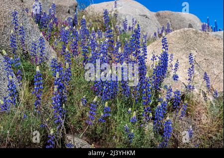 Lupinen am Folsom Lake, Kalifornien Stockfoto