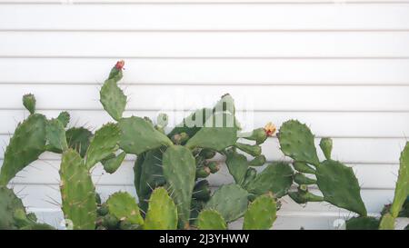 Grüner Wüstenkaktus durch weiße Wand aus Holzhaus oder Bungalow. Garten in mexikanischem oder wildem West-Stil, California Sukkulente Flora floriculture, USA. Große Kakteen mit gelben Blüten. Gebäude und Grün. Stockfoto