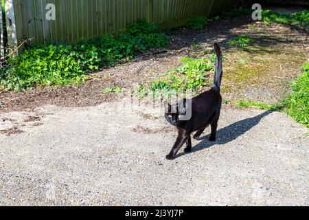 Schwarze Katze, die über einen Pfad läuft Stockfoto