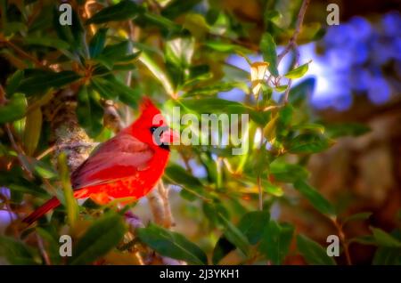Ein männlicher nördlicher Kardinal (Cardinalidae) steht in einer Eiche, 16. Februar 2022, in CODEN, Alabama. Kardinäle sind mittelgroße Singvögel. Stockfoto