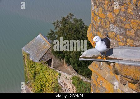 Eine Möwe, die auf einem Wasserauslauf am Mont-Saint-Michel (Mount Saint Michael) in der Normandie, Frankreich, sitzt Stockfoto