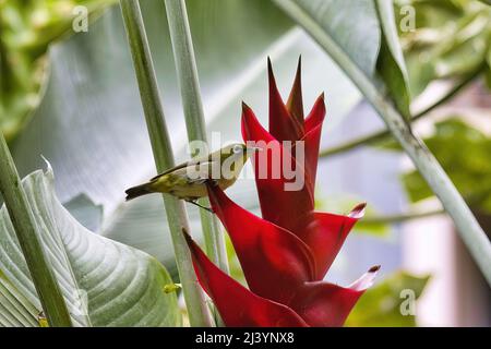 Kleiner Weißäugiger, der sich auf einer leuchtend roten tropischen Blume auf maui ernährt. Stockfoto