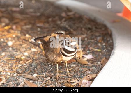 Warnung Killdeer Charadrius vociferus Wächterweibchen bewacht ihr Nest, indem sie sich in Charasota, Florida, aufbläst. Stockfoto