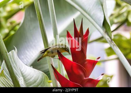 Kleiner Weißäugiger, der sich auf einer leuchtend roten tropischen Blume auf maui ernährt. Stockfoto