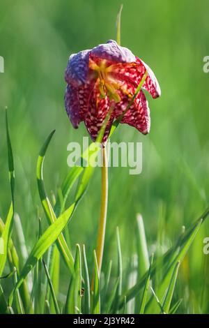 Schlangenkopf Fritillary lila und lila Blume Nahaufnahme - Fritillaria Meleagris Stockfoto